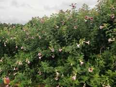 -松山湖梦幻百花洲
