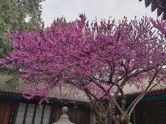 -万寿八仙宫