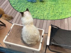 -爪爪喵星球·猫舍(卓悦中心店)