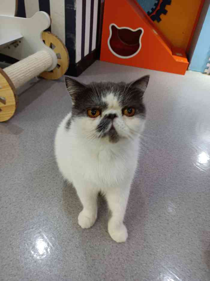 猫的王国猫吧61猫咖61撸猫61猫咪售卖(之心城店)-"今天是和小