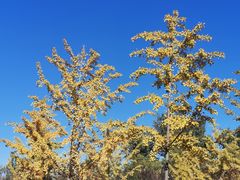 -永定河休闲森林公园