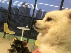 -怪兽屋·羊驼·猫咖·狗咖(俊华广场店)