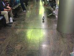 -谢列梅捷沃国际机场