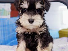 -翊宠yipet猫狗购宠庄园犬舍•猫舍