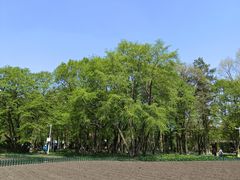 -黑龙江省森林植物园