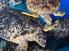 -烟台海昌鲸鲨海洋公园