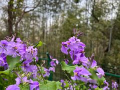 -上海佘山国家森林公园西佘山园