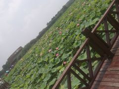 -荷塘月色湿地公园·向阳花洲