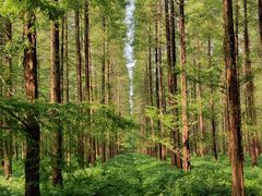 -黄海国家森林公园