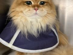 -瑞派康怡24h宠物医院·犬猫医疗中心·微创绝育(瑞景分院)