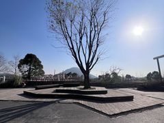 -田园东方蜜桃村的田野营地