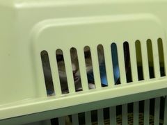 -半岛宠物医院24小时(科华中路店)