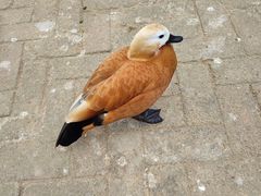 -武汉紫薇都市田园