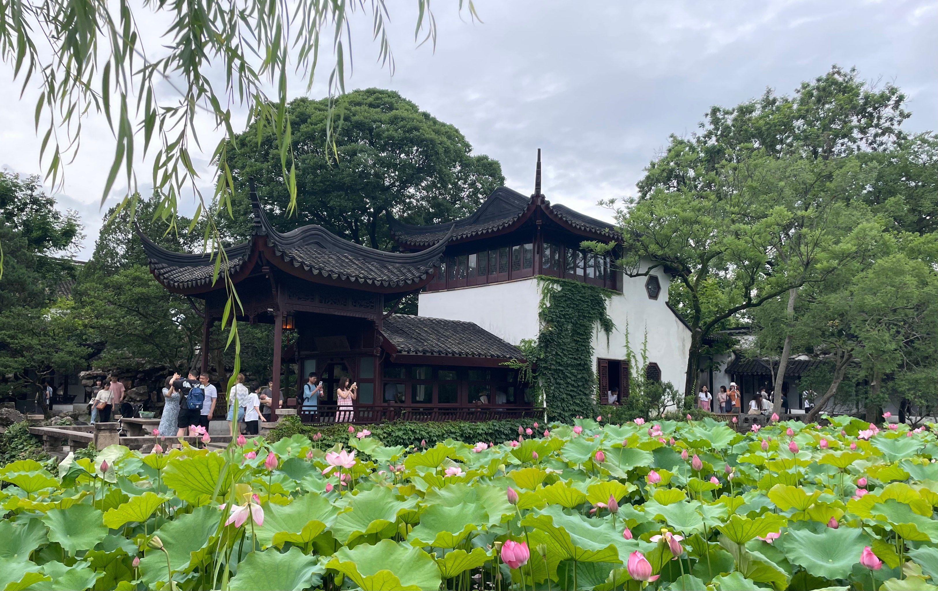 拙政园的荷花还是非常值得去一看的