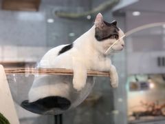 -喵园·猫主题咖啡厅·撸猫·猫咖(国贸店)