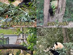 -成都大熊猫繁育研究基地