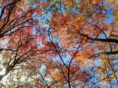 -叠溪松坪沟景区