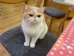 -滚猫咖啡·猫咖·猫友好撸猫(未来城店)