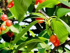 -樱桃山旅游景区