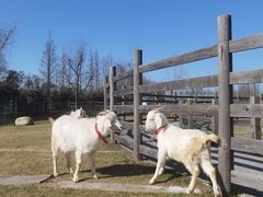 -前小桔亲子创意农场·草莓采摘·露营烧烤