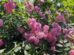 -铁山坪森林公园