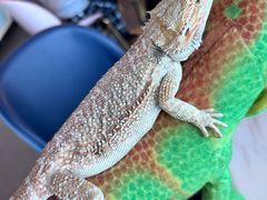 -FAIRYLAND龙族星球主题餐厅(凯丹广场店)