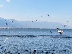 -洱海月湿地公园