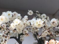 -香雪海