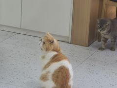 -喵园·猫主题咖啡厅·撸猫·猫咖(国贸店)