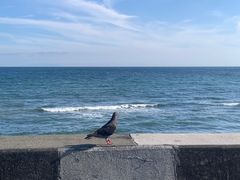 -Rojiura Curry SAMURAI.(镰仓店)