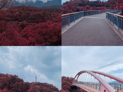 -金鸡山公园