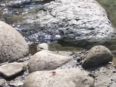-石台牯牛降景区
