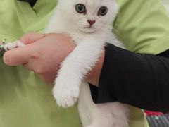 -艾吉宠物医院·疑难杂症转诊中心·猫友好(碧江路院)