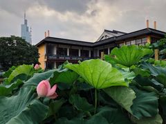 -鸡鸣赐茶(鸡鸣寺路店)