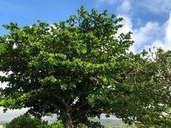 -美国纪念公园