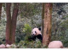 -中国大熊猫保护研究中心雅安碧峰峡基地