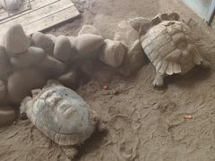 -西霞口神雕山野生动物世界