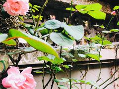 -猫色咖啡·猫咖