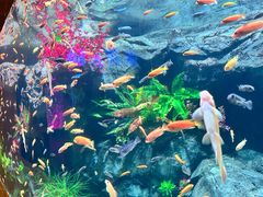 -秦皇岛新澳海底世界