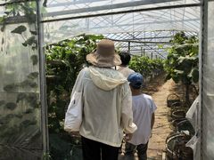 -马陆小张葡萄园农家乐