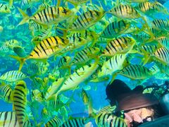 -海花岛旅游度假区
