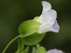 -花木兰花艺MULAN(温馨花园店)