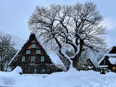 -白川乡与五箇山的合掌构造村落