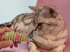 -三花喵·撸猫购宠·宠物生活馆(虹桥南丰城店)