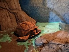 -泉州海丝野生动物世界