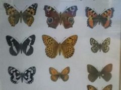 -上海昆虫博物馆