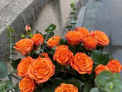 -溪岸路花鸟市场
