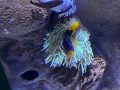 -迪拜水族馆及水下动物园