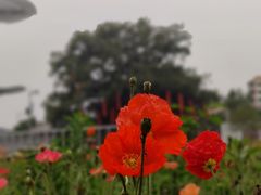 -广州文化公园