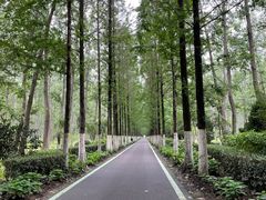 -合肥滨湖国家森林公园